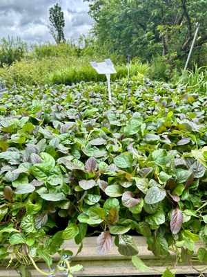 Ajuga reptans (Zenegroen) 3 voor €10 OP=OP