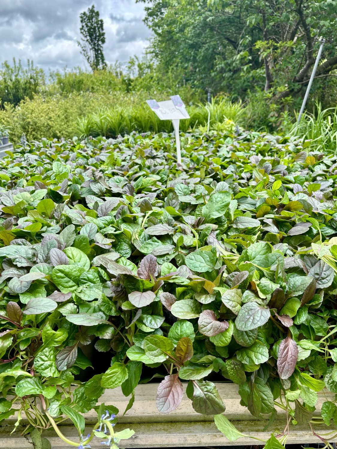 Ajuga reptans (Zenegroen) 3 voor €10 OP=OP Ajuga reptans (Zenegroen) 3 voor €10 OP=OP