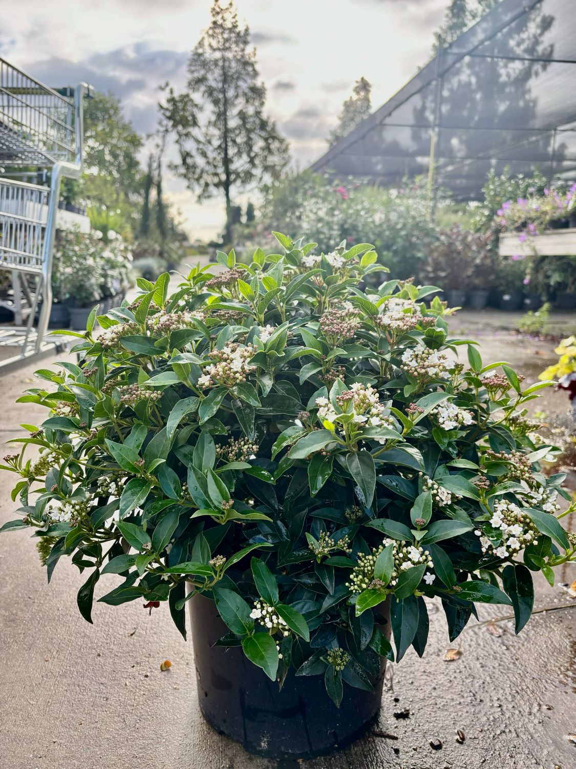 Sneeuwbal (Viburnum Tinus ‘Eve Price’) OP=OP Sneeuwbal (Viburnum Tinus ‘Eve Price’) OP=OP