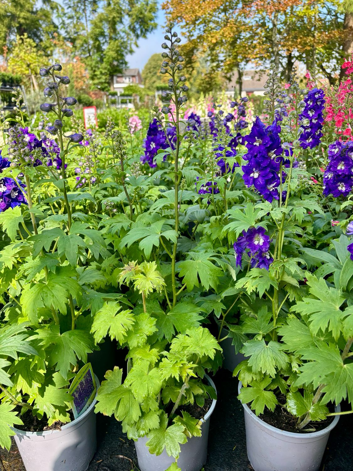 Delphinium (Ridderspoor) 3 voor €10 OP=OP Delphinium (Ridderspoor) 3 voor €10 OP=OP
