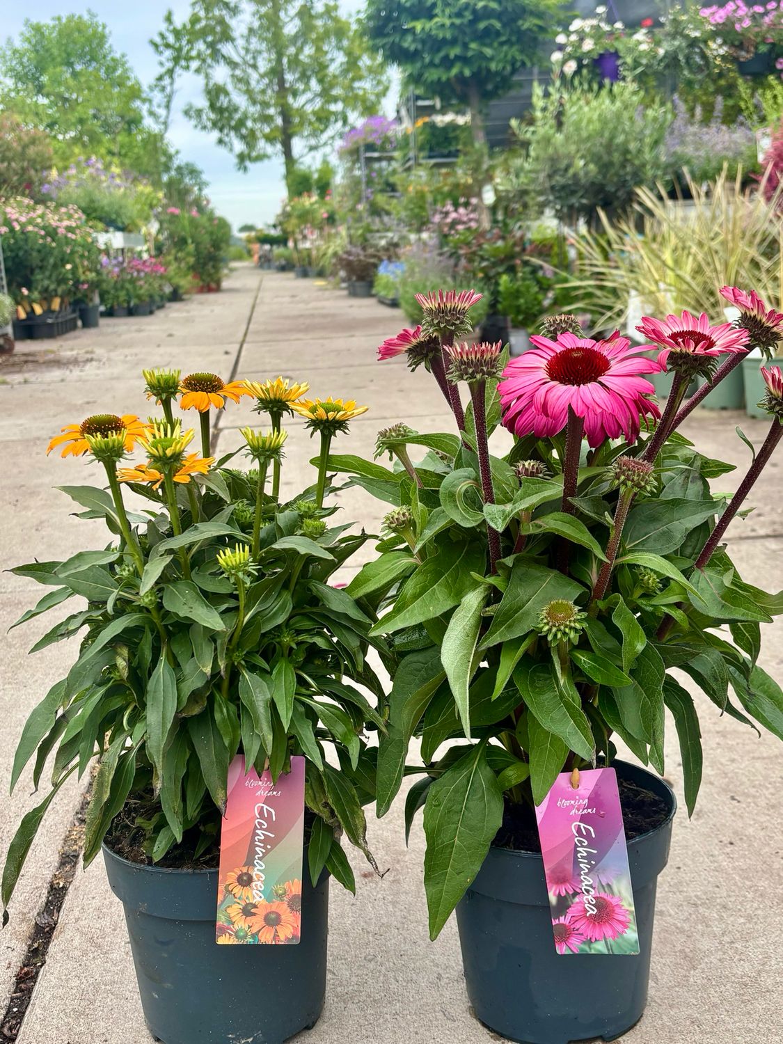 Echinacea (Zonnehoed) Verschillende Kleuren OP=OP Echinacea (Zonnehoed) Verschillende Kleuren OP=OP