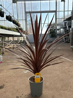 Cordyline aus. 'Red Star' ‘(Australische Koolpalm) OP=OP