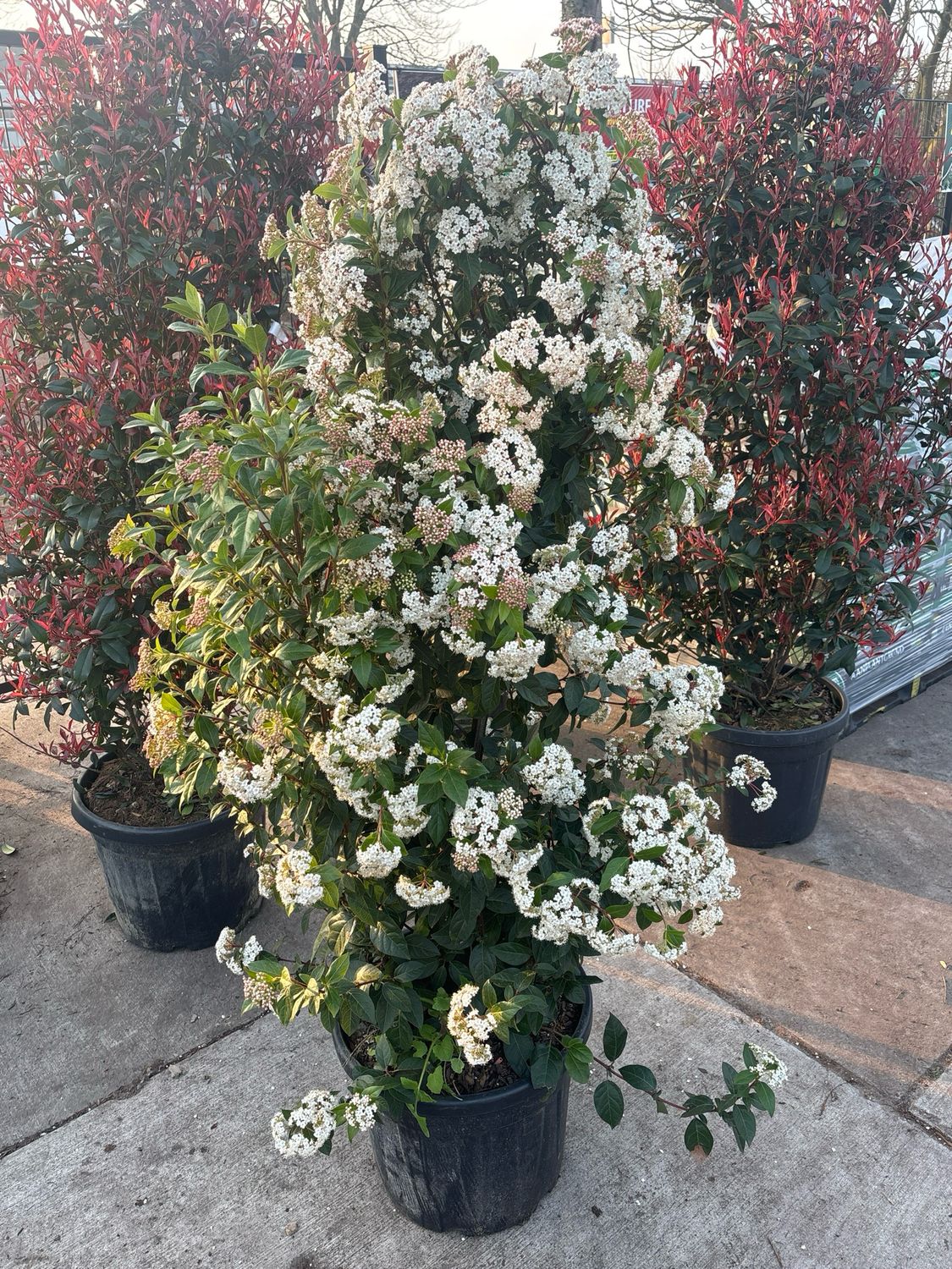 Viburnum tinus (Sneeuwbal) OP=OP