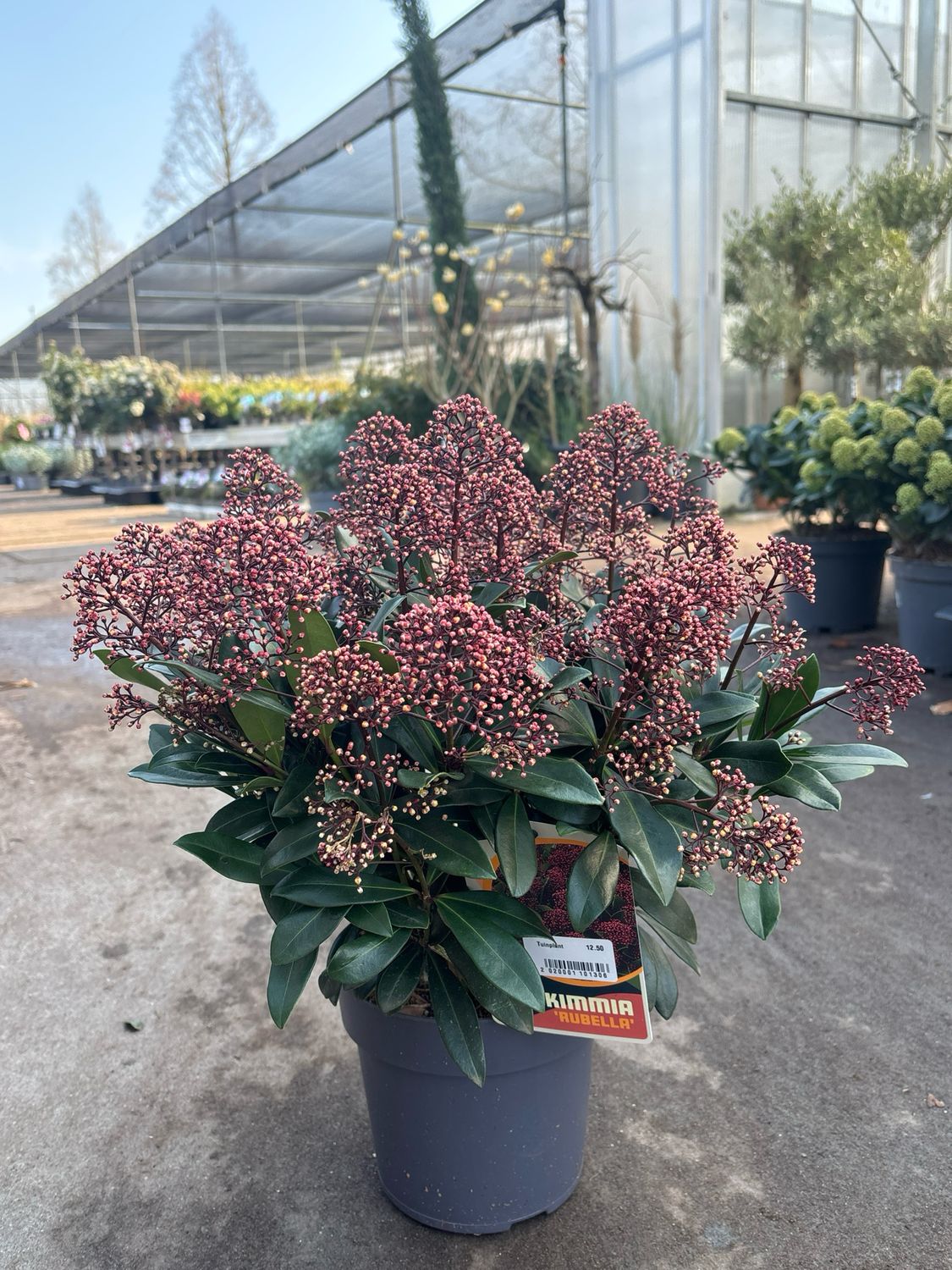 Skimmia (Skimmia rood) OP=OP