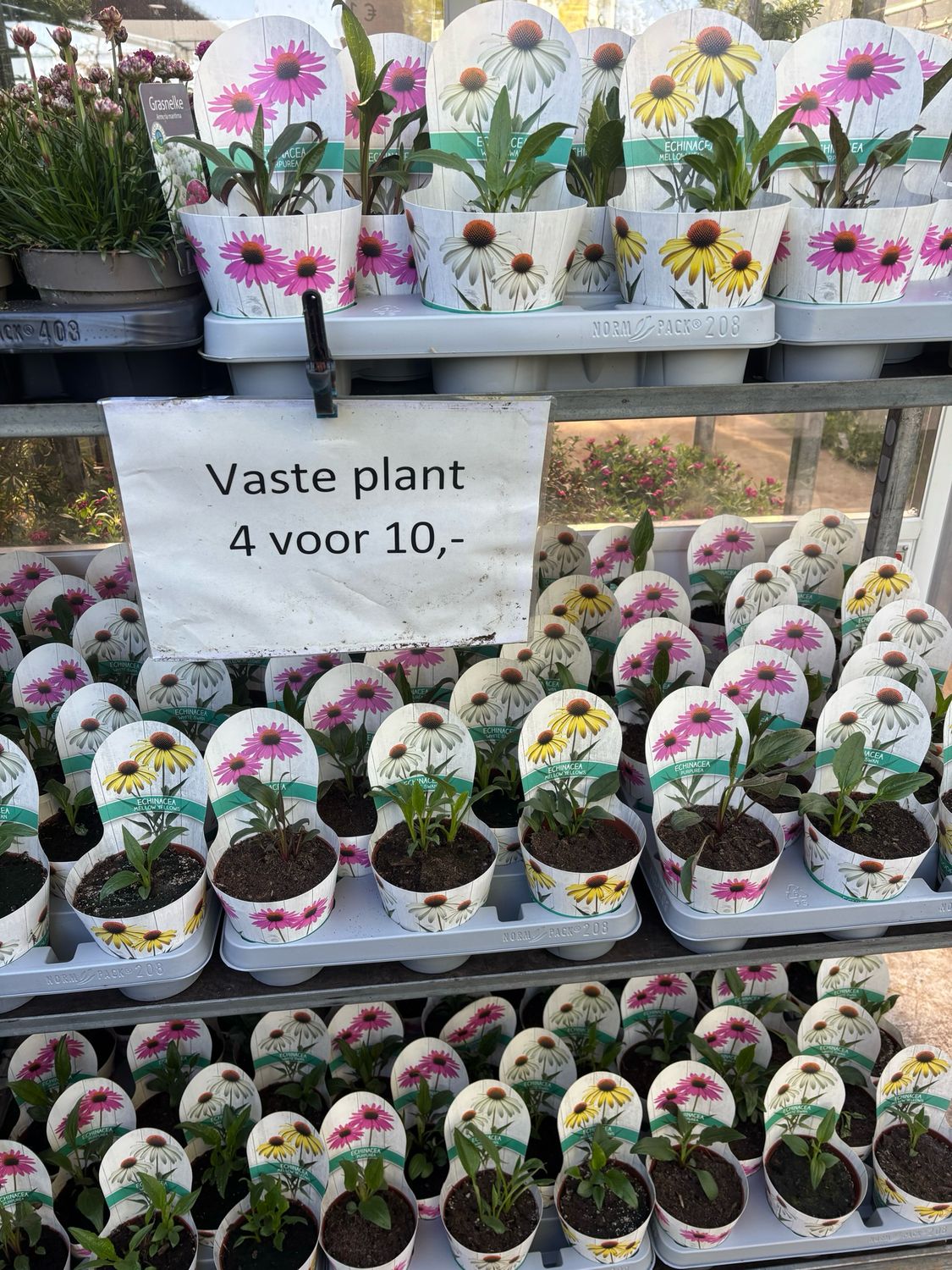 Echinacea (Zonnehoed verschillende soorten ) 4 voor €10 OP=OP