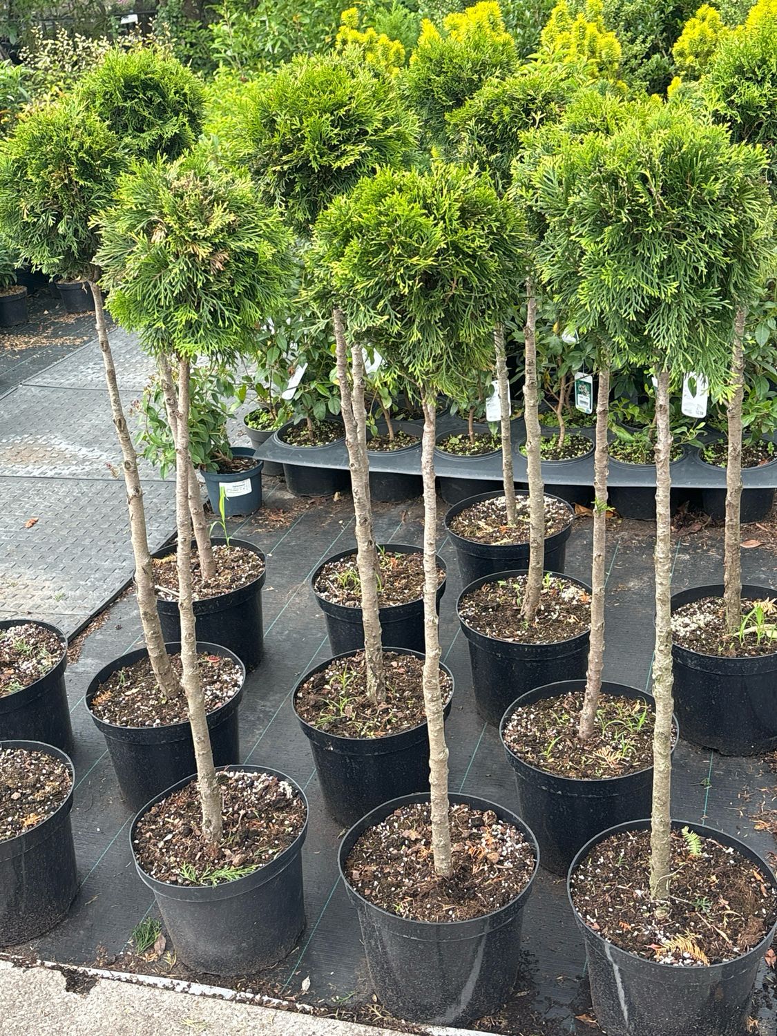 Thuja (Levensboom op stam)OP=OP Thuja (Levensboom op stam)OP=OP