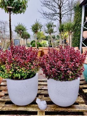 Leucothoe Curly Red (Druifheide) OP=OP Leucothoe Curly Red (Druifheide) OP=OP