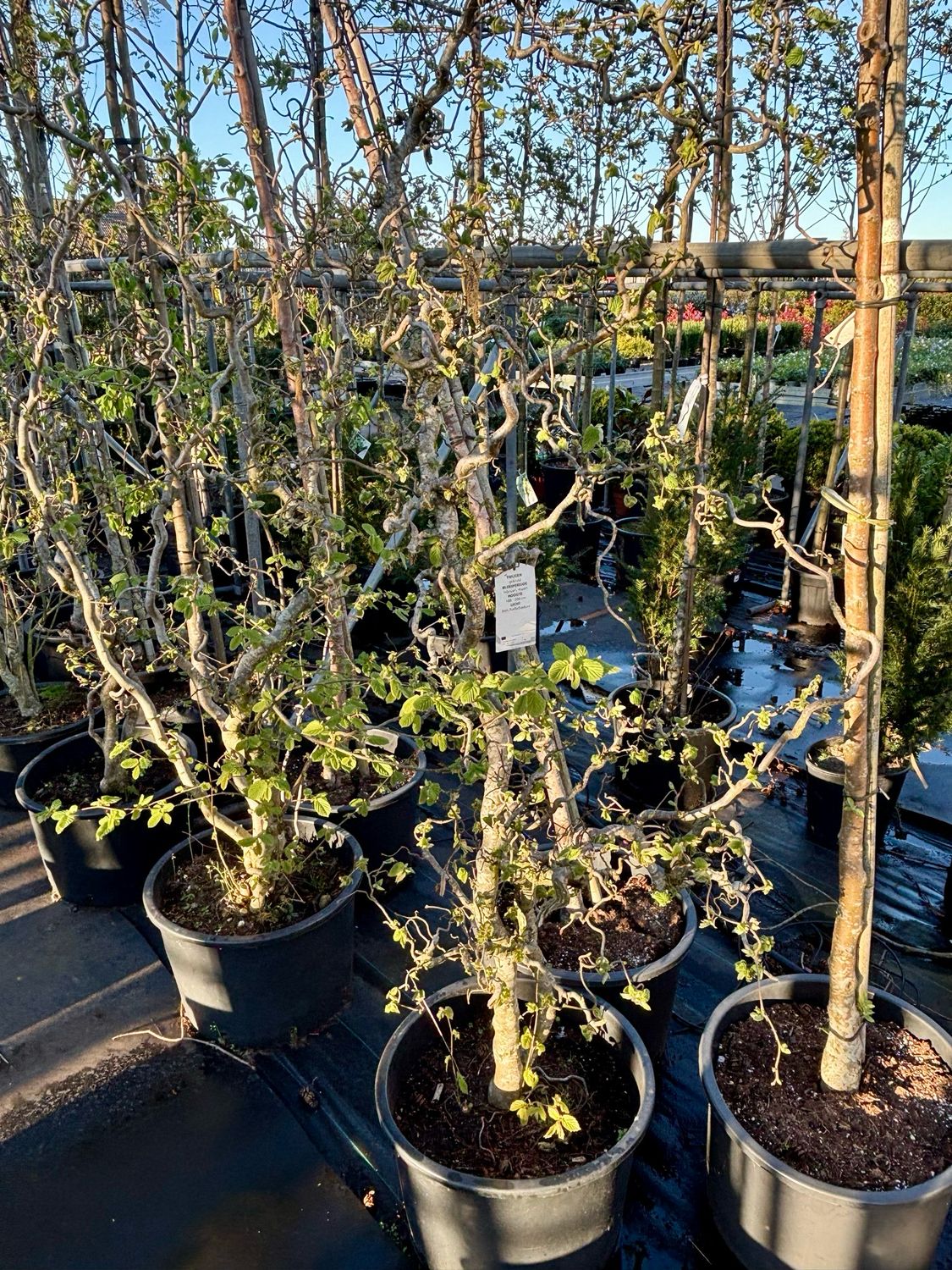 Corylus avellana ‘Contorta’ Xl