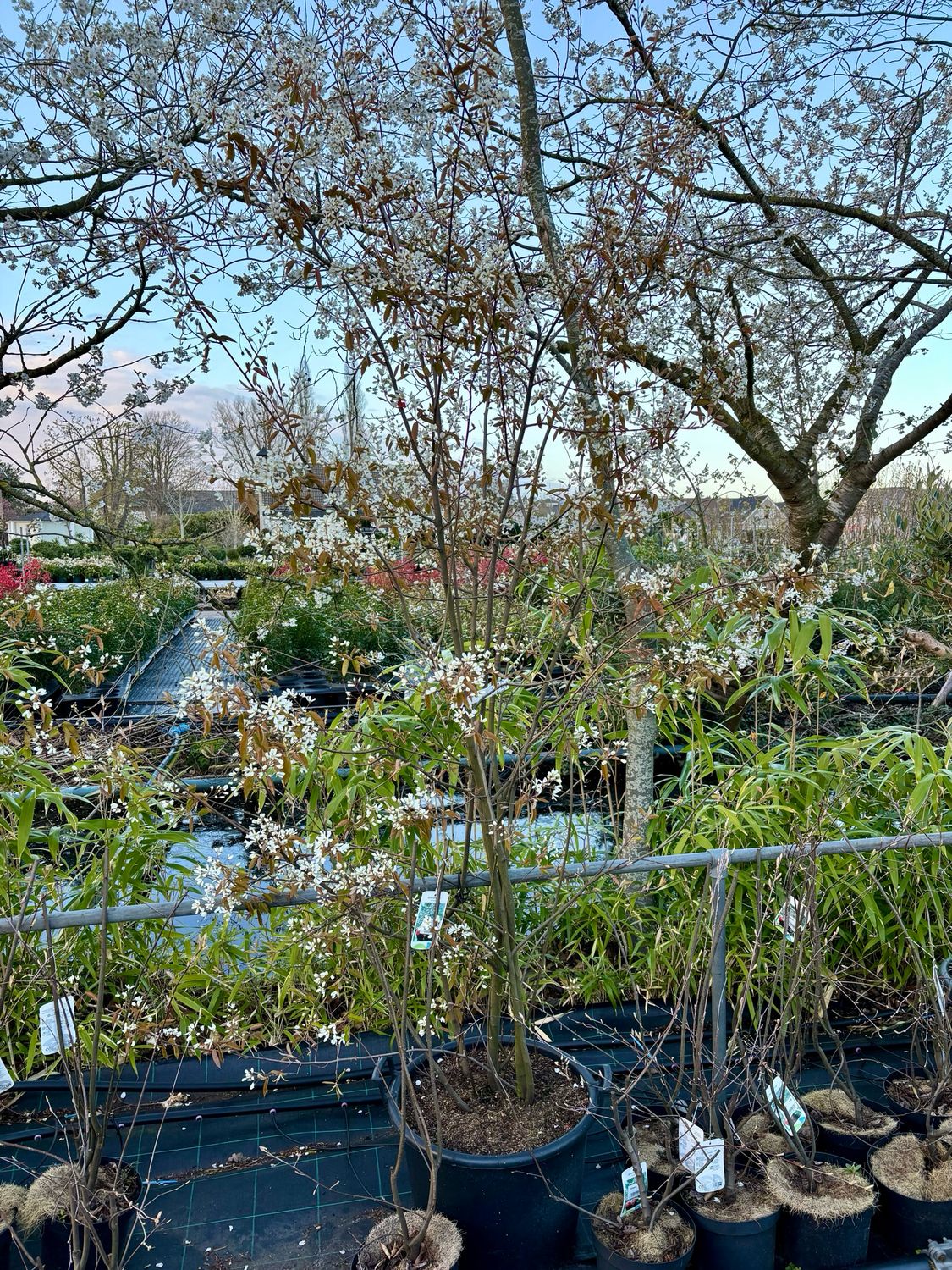 Amelanchier lamarckii  (Amerikaans krenteboompje) XXL