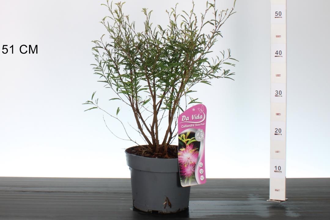 Calliandra s. 'Dixie Pink' (Surinaamse poederkwast) OP=OP Calliandra s. 'Dixie Pink' (Surinaamse poederkwast) OP=OP