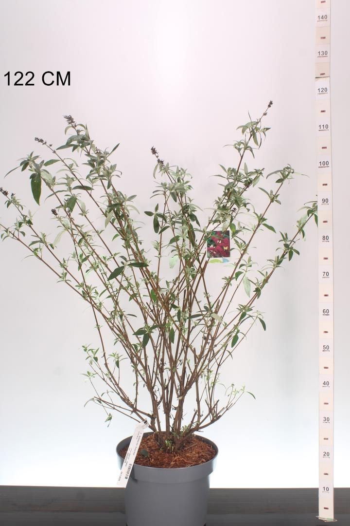 Buddleja d. 'Royal Red' (Vlinderstruik) OP=OP