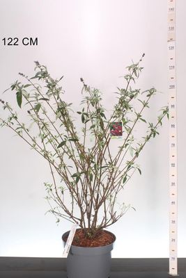 Buddleja d. 'Royal Red' (Vlinderstruik) OP=OP