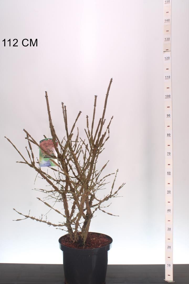 Euonymus alatus (gevleugelde kardinaalsmuts) Euonymus alatus (gevleugelde kardinaalsmuts)