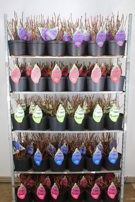 Hydrangea (Hortensia) mooie soorten OP=OP