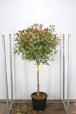 Photinia Pink Marble (Glansmispel op stam)