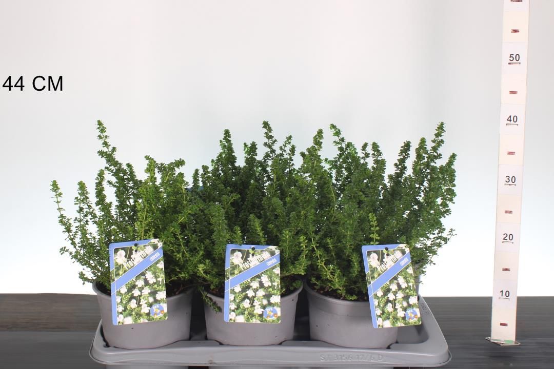 Prostanthera cuneata (Australische muntstruik)