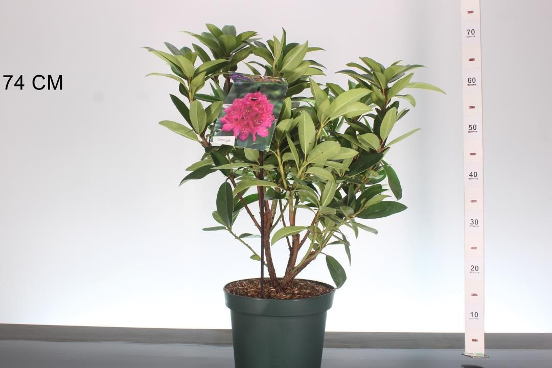 Rhododendron ‘Anah Kruschke’ (Rhododendron) Rhododendron ‘Anah Kruschke’ (Rhododendron)