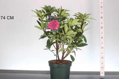 Rhododendron ‘Anah Kruschke’ (Rhododendron)