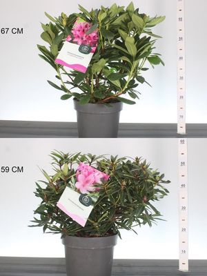 Rhododendron (Rododendron) 2 soorten OP=OP