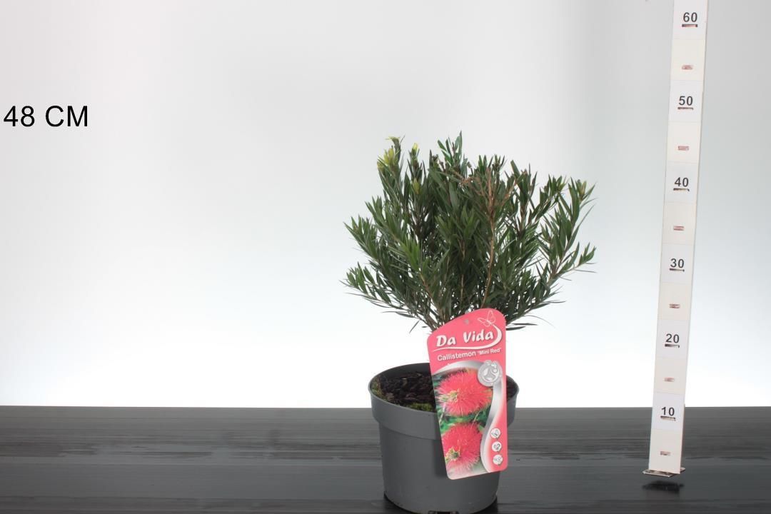 Callistemon mini red (Lampenpoetser) OP=OP