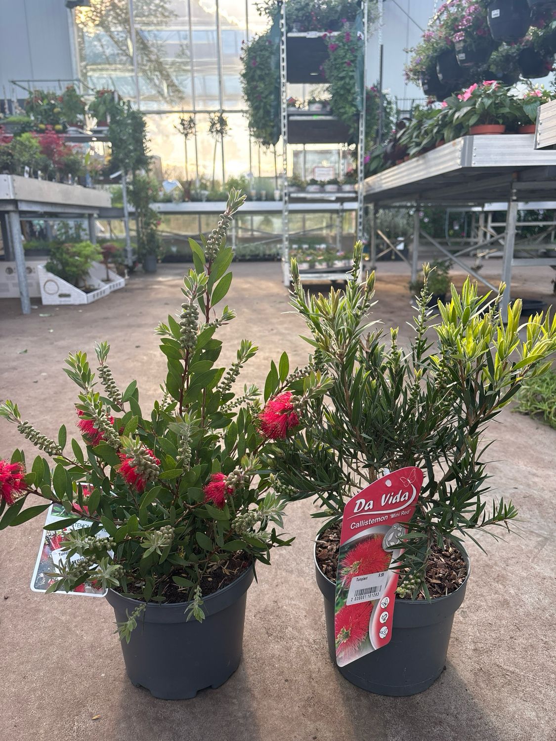 Callistemon mini red en Leavis (Lampenpoetser) OP=OP