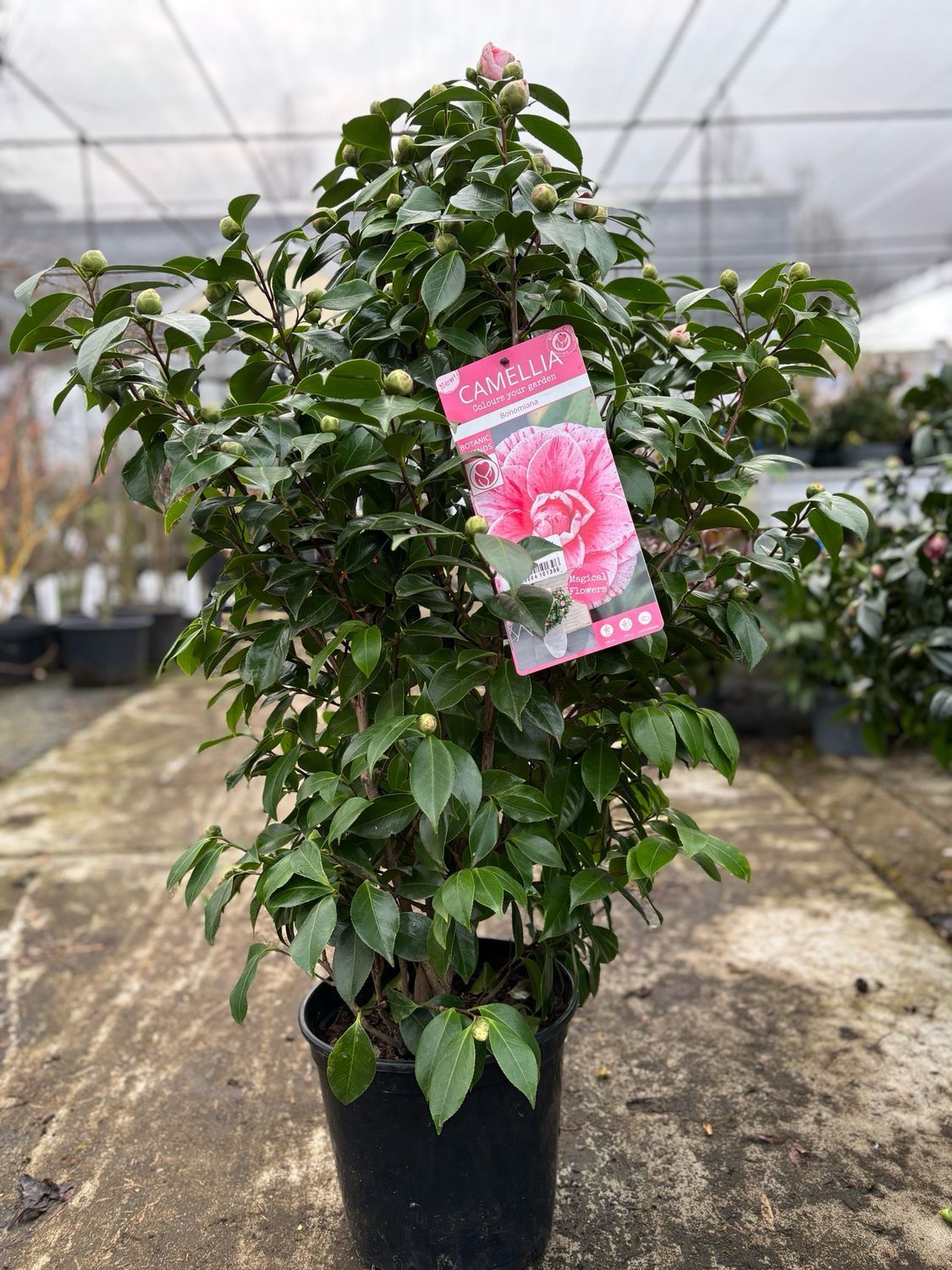 Camellia japonica 'Bonomiana' (Japanse camelia) Camellia japonica 'Bonomiana' (Japanse camelia)