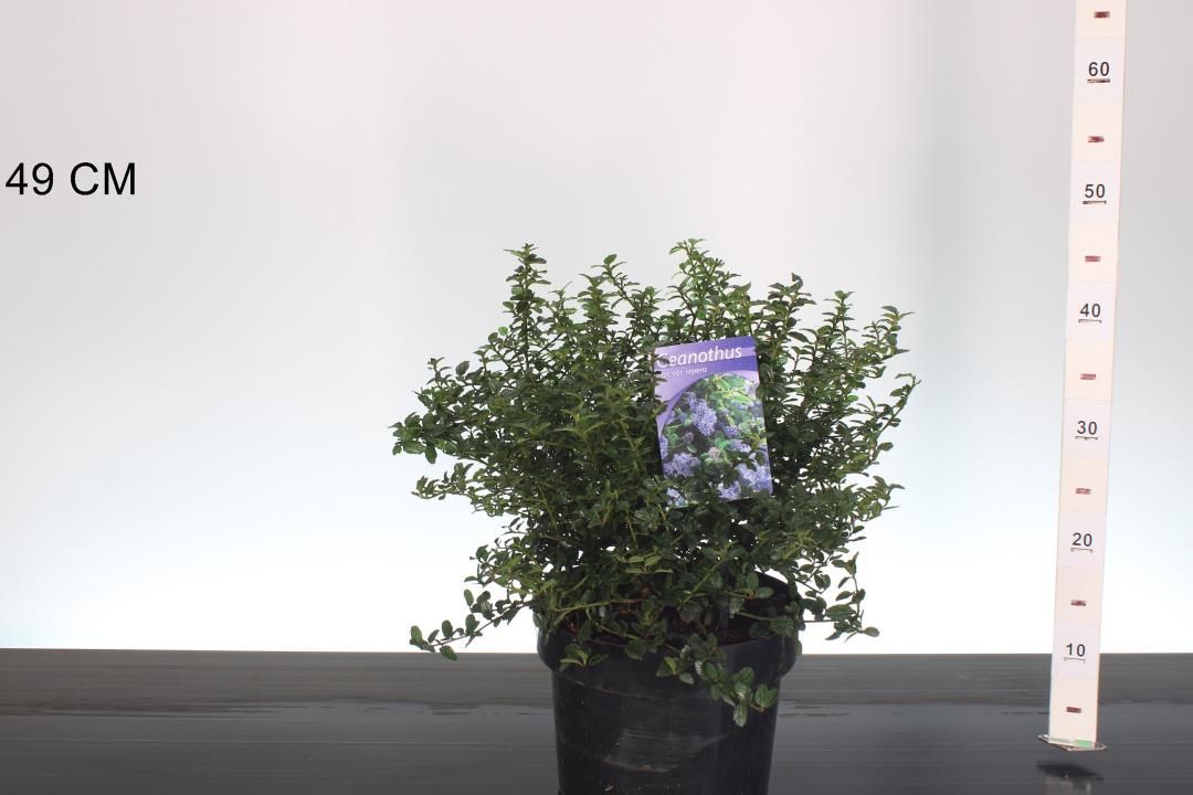 Ceanothus (Amerikaanse sering) OP=OP