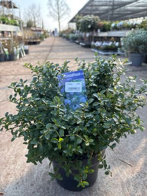 Ceanothus (Amerikaanse sering) OP=OP