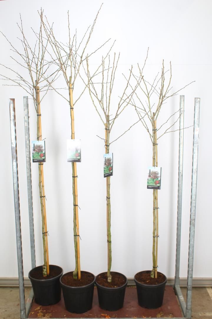 Crataegus media ‘Paul’s Scarlet’  ( Rode Meidoorn)