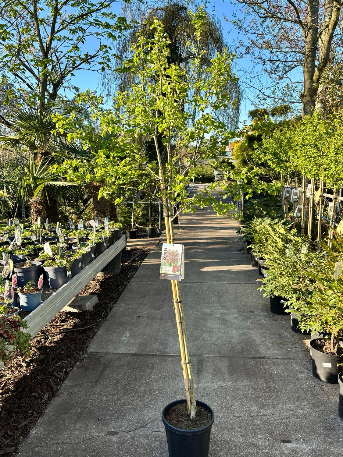 Crataegus media ‘Paul’s Scarlet’  ( Rode Meidoorn)