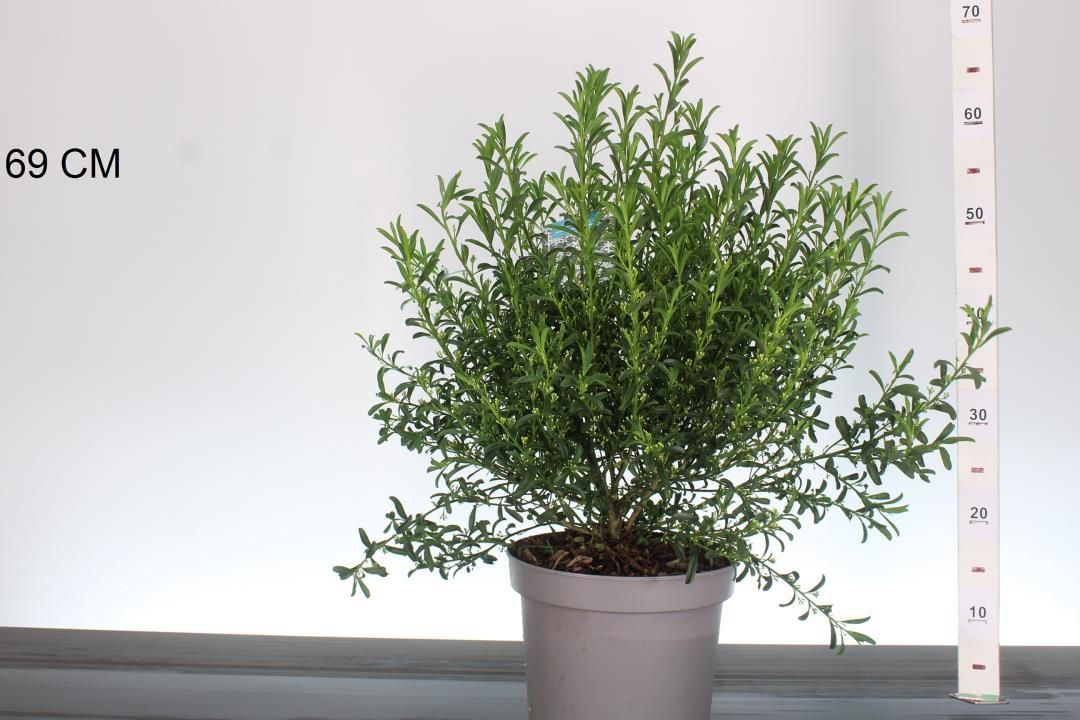 Eriostemon myoporoides (Wasbloem) OP=OP Eriostemon myoporoides (Wasbloem) OP=OP