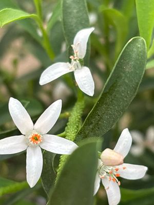 Eriostemon Flower Girl White (Wasbloem) OP=OP Eriostemon Flower Girl White (Wasbloem) OP=OP