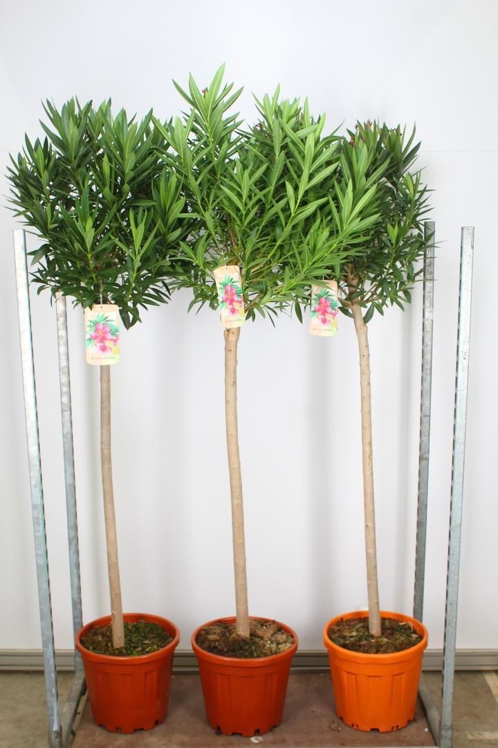 Nerium Oleander (Oleander) op stam OP=OP Nerium Oleander (Oleander) op stam OP=OP