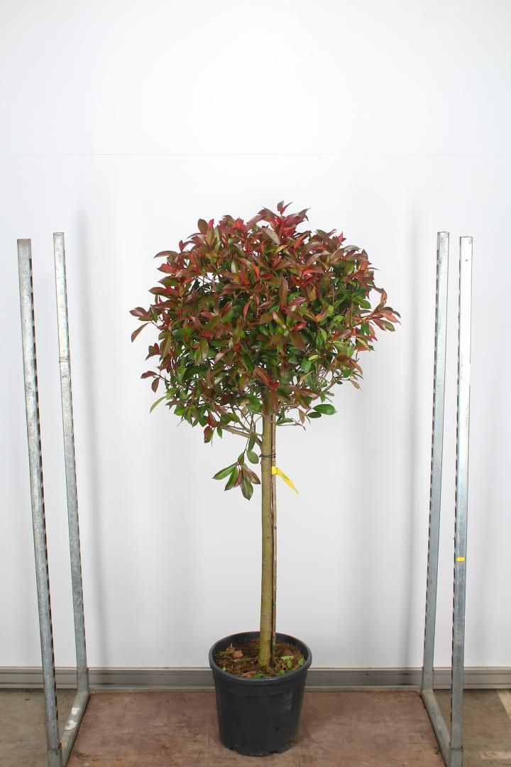 ​Photinia fraseri 'Red Robin'  (Glansmispel op stam)