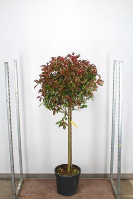 ​Photinia fraseri 'Red Robin'  (Glansmispel op stam)