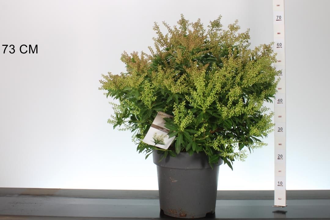 Pieris japonica ‘Sarabande’ (Rotsheide) OP=OP