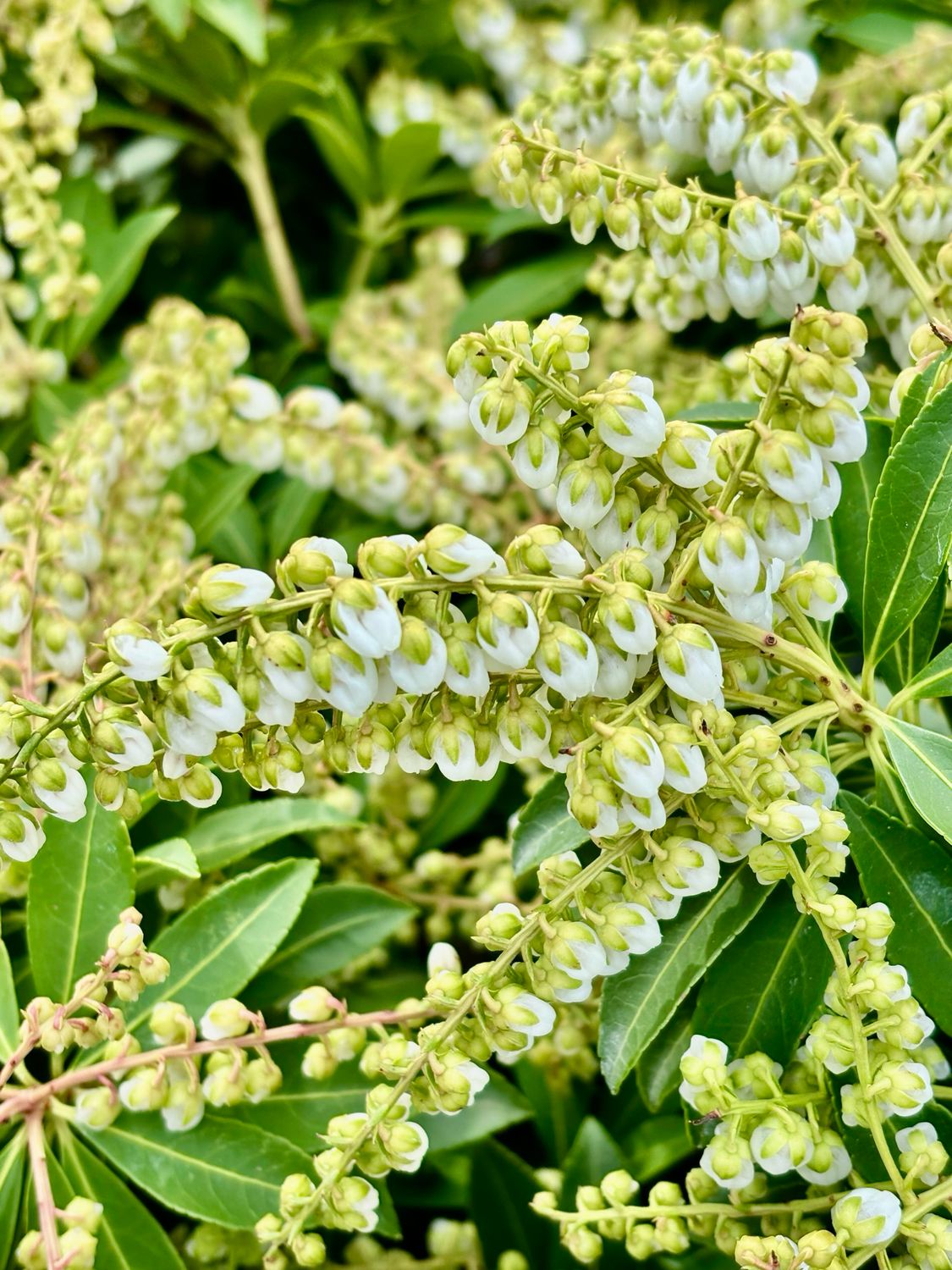 Pieris japonica ‘Sarabande’ (Rotsheide) OP=OP