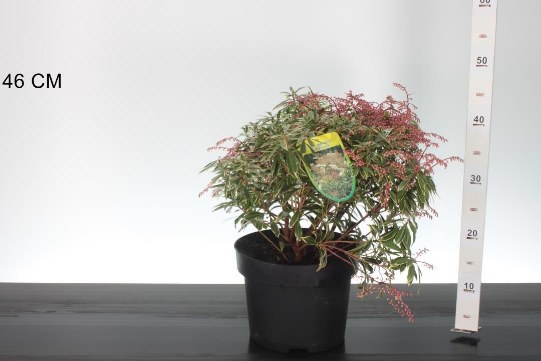 Pieris japonica ‘Variegata’ (Bontbladige Rotsheide )