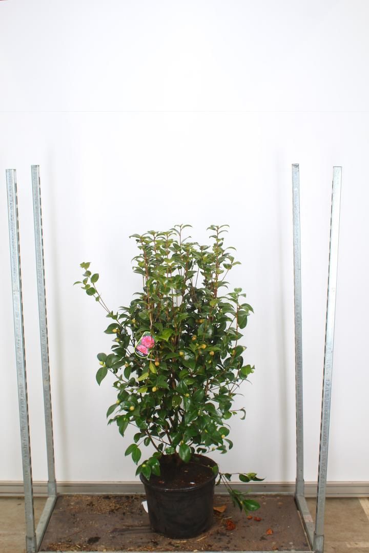 Camellia jap. 'Orandakô' (Japanse camelia) Camellia jap. 'Orandakô' (Japanse camelia)