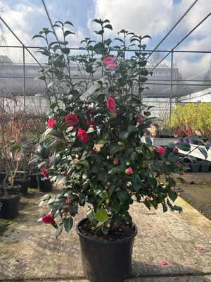 Camellia jap. 'Orandakô' (Japanse camelia) Camellia jap. 'Orandakô' (Japanse camelia)