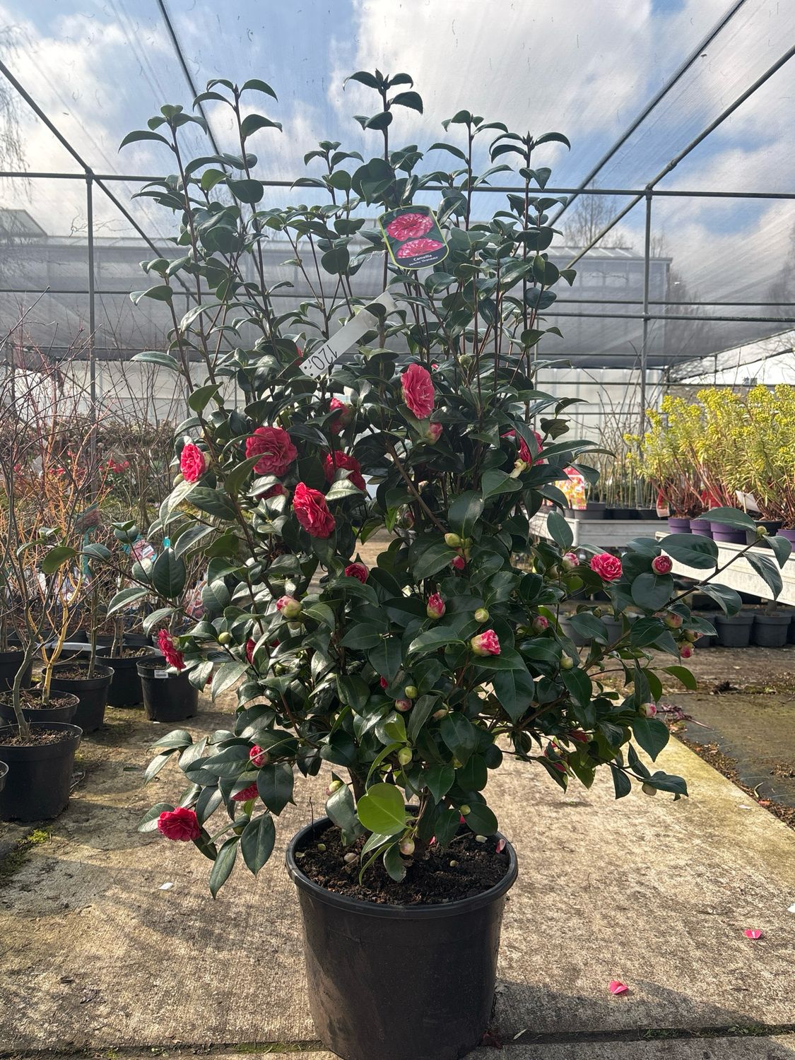 Camellia jap. 'Orandakô' (Japanse camelia) Camellia jap. 'Orandakô' (Japanse camelia)