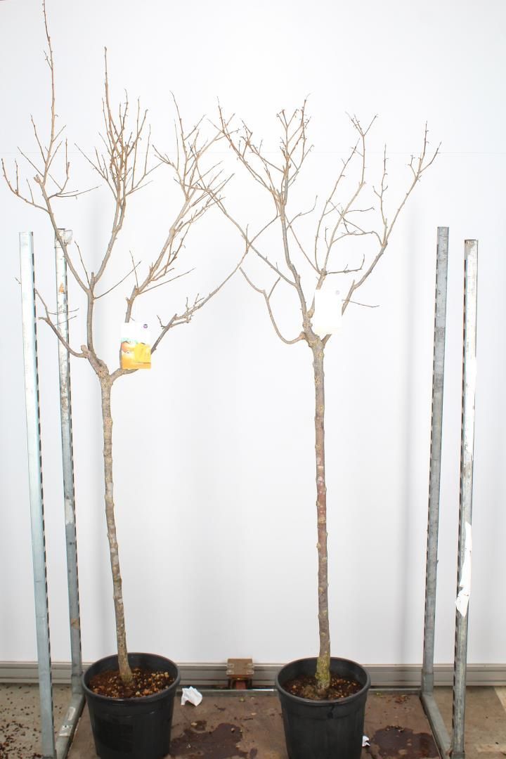 ​Sharonfruit (Kaki) OP=Op