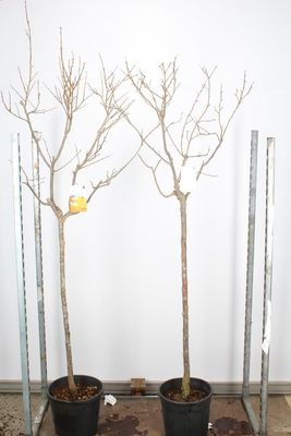 ​Sharonfruit (Kaki) OP=Op