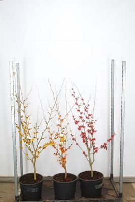 Hamamelis cultivars  (Toverhazelaar)