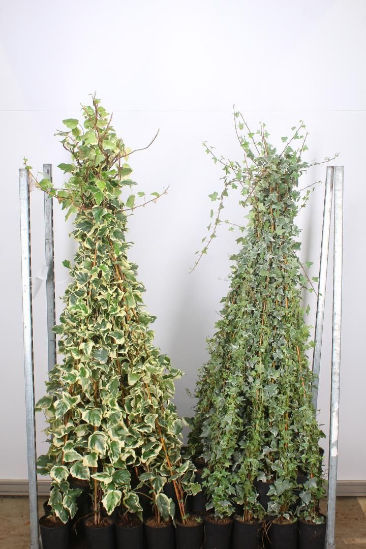 Hedera alg. 'Gloire de Marengo' en Hedera hel. 'Goldchild' ( Bonte Klimop) OP=OP Hedera alg. 'Gloire de Marengo' en Hedera hel. 'Goldchild' ( Bonte Klimop) OP=OP