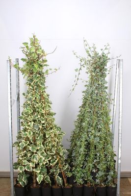 Hedera alg. 'Gloire de Marengo' en Hedera hel. 'Goldchild' ( Bonte Klimop) OP=OP