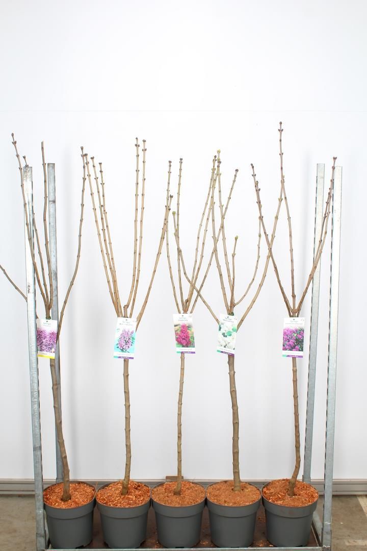 Syringa (Sering op stam) verschillende soorten OP=OP Syringa (Sering op stam) verschillende soorten OP=OP