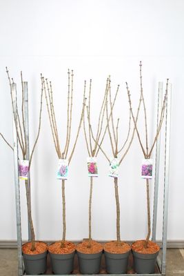 ​Syringa  (Sering op stam) verschillende soorten  OP=OP