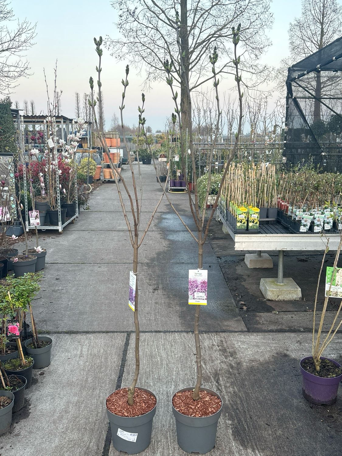 Syringa (Sering op stam) verschillende soorten OP=OP Syringa (Sering op stam) verschillende soorten OP=OP