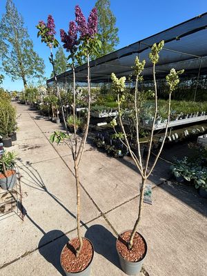 ​Syringa  (Sering op stam) verschillende soorten  OP=OP